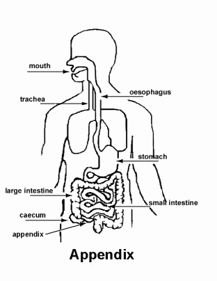 单词:appendix的图片解释