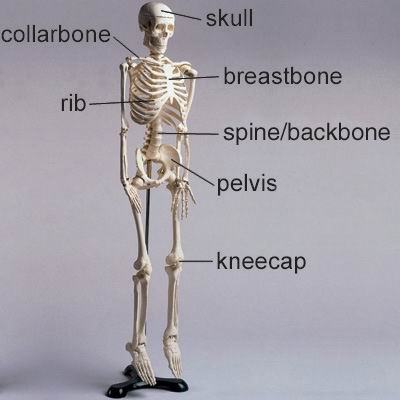 单词:backbone的图片解释