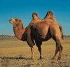 单词:camel的图片解释