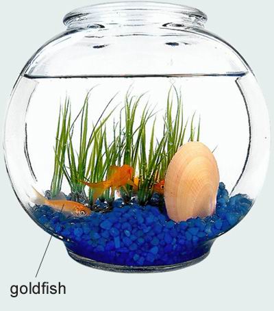 goldfish bowl_goldfish bowl的解释_goldfish 