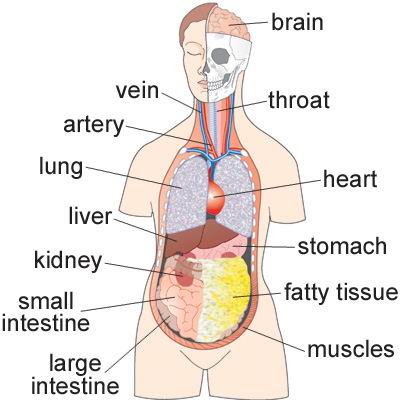 单词:intestine的图片解释