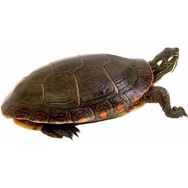 turtle_turtle的解释_turtle的意思_turtle的翻译